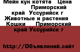 Мейн кун котята › Цена ­ 25 000 - Приморский край, Уссурийск г. Животные и растения » Кошки   . Приморский край,Уссурийск г.